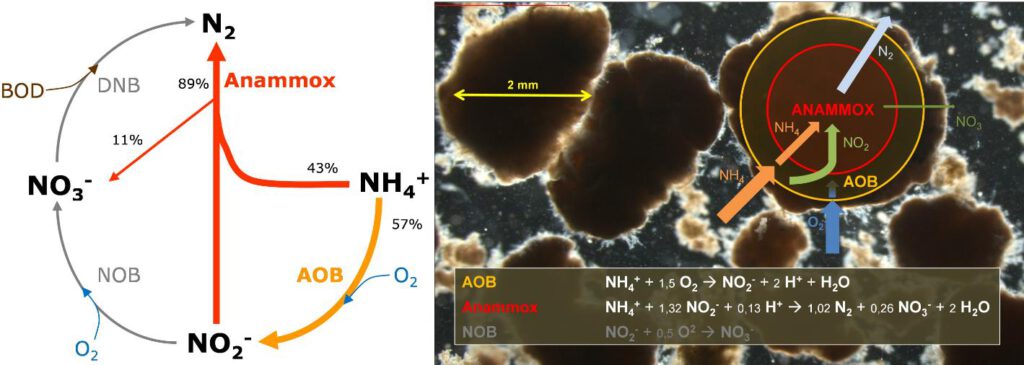 Anammox