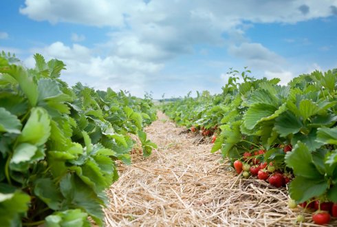 proefveld biologische landbouw