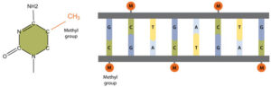 DNA-methylering