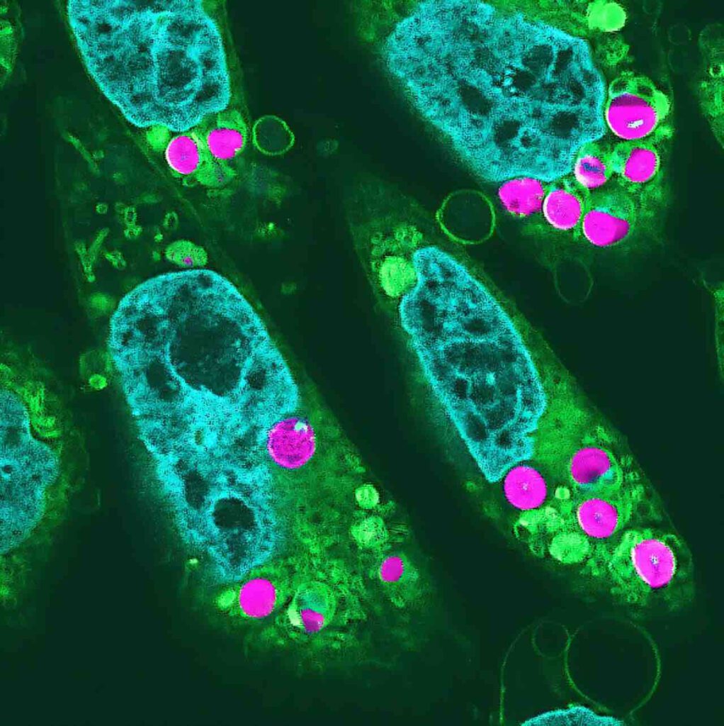 Chloroplasten in hamstercellen