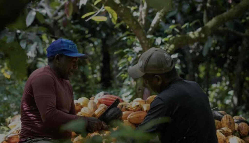  Duurzaam levert meer cacao op