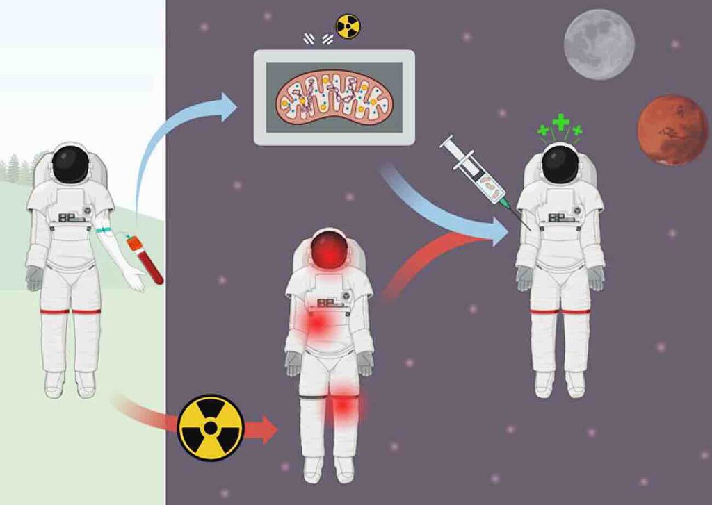 Mitochondriën spuiten tegen stralingsziekte?