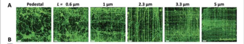 Nanopilaartjes als groeiomgeving hersencellen