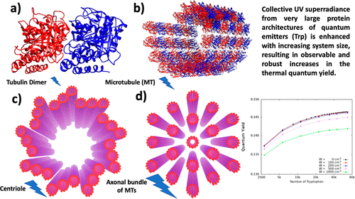 Microtubuli